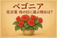 ベゴニア 花言葉 母の日に選ぶ理由は?