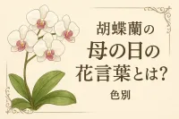胡蝶蘭の母の日の花言葉とは？色別の意味と選び方を解説
