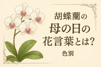 胡蝶蘭の母の日の花言葉とは？色別の意味と選び方を解説