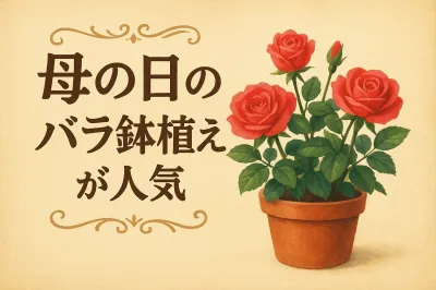 母の日のバラ鉢植えが人気の理由は？選び方のポイントも解説