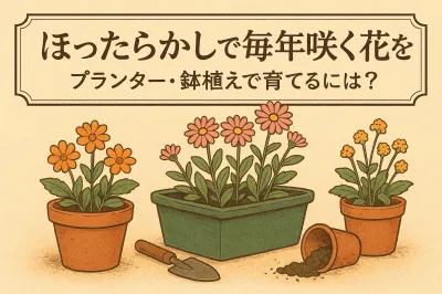 ほったらかしで毎年咲く花はプランターで楽しめる？育てやすいおすすめを厳選紹介