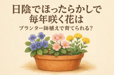 日陰でほったらかしで毎年咲く花はプランター鉢植えで育てられる？