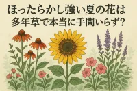 ほったらかし強い夏の花は多年草で本当に手間いらず？