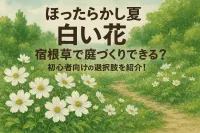 ほったらかしで夏に白い花が咲く宿根草で庭づくりできる？初心者向けの選択肢を紹介！