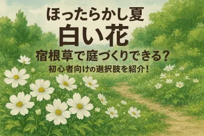 ほったらかしで夏に白い花が咲く宿根草で庭づくりできる？初心者向けの選択肢を紹介！