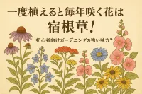 一度植えると毎年咲く花は宿根草！初心者向けガーデニングの強い味方？