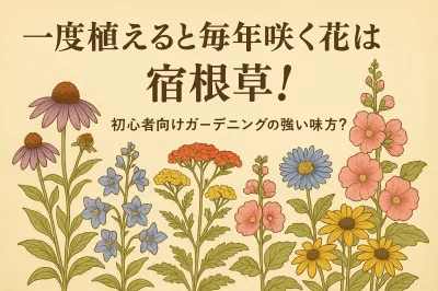 一度植えると毎年咲く花は宿根草！初心者向けガーデニングの強い味方？