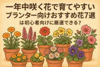 一年中咲く花で育てやすいプランター向けおすすめ花7選は初心者向けに厳選できる？