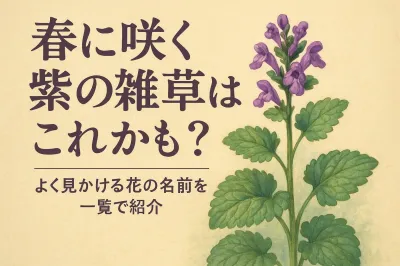 春に咲く紫の雑草はこれかも？よく見かける花の名前を一覧で紹介