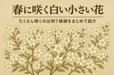春に咲く白い小さい花でたくさん咲くのは何？候補をまとめて紹介