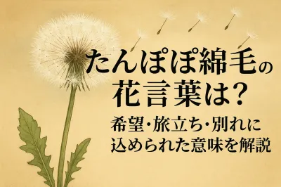 たんぽぽ綿毛の花言葉は？希望・旅立ち・別れに込められた意味を解説