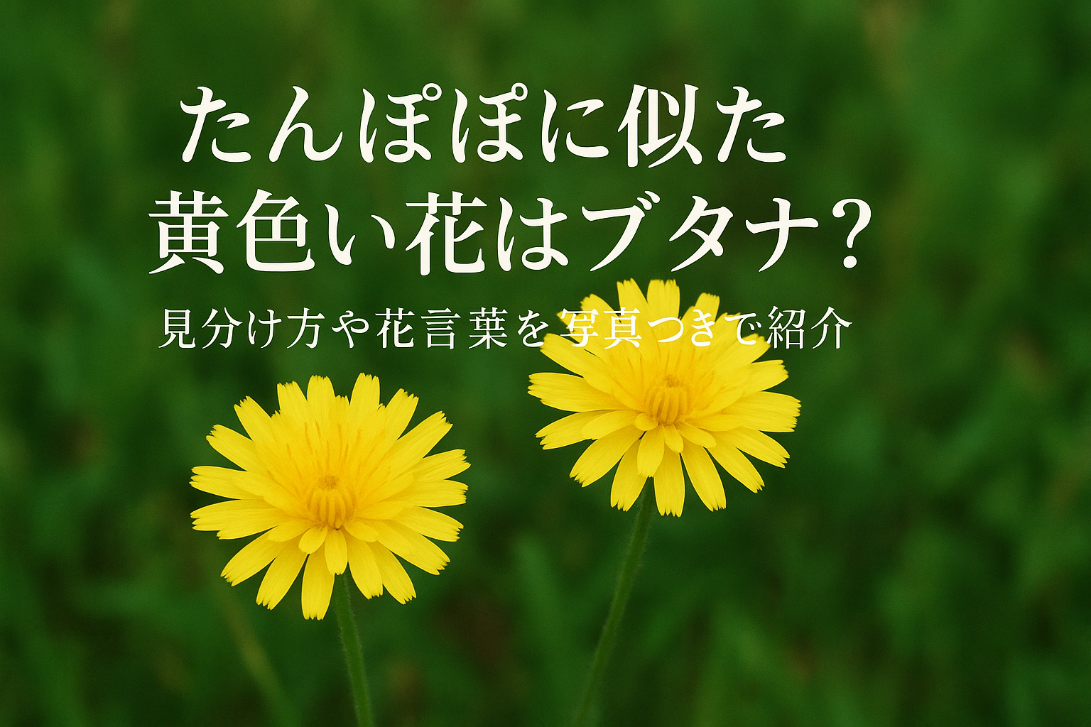 たんぽぽに似た黄色い花はブタナ？見分け方や花言葉を写真つきで紹介