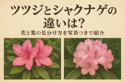 ツツジとシャクナゲの違いは？花と葉の見分け方を写真つきで紹介
