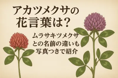 アカツメクサの花言葉は？ムラサキツメクサとの名前の違いも写真つきで紹介