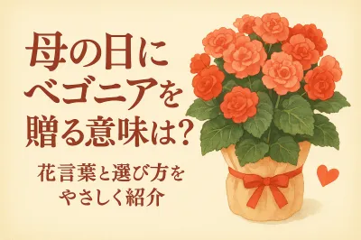 母の日にベゴニアを贈る意味は？花言葉と選び方をやさしく紹介