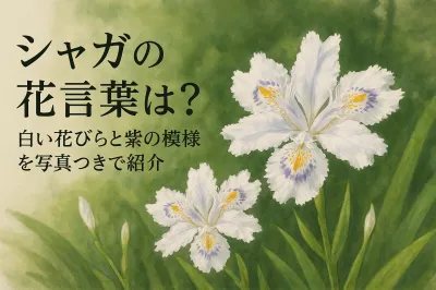 シャガの花言葉は？白い花びらと紫の模様を写真つきで紹介