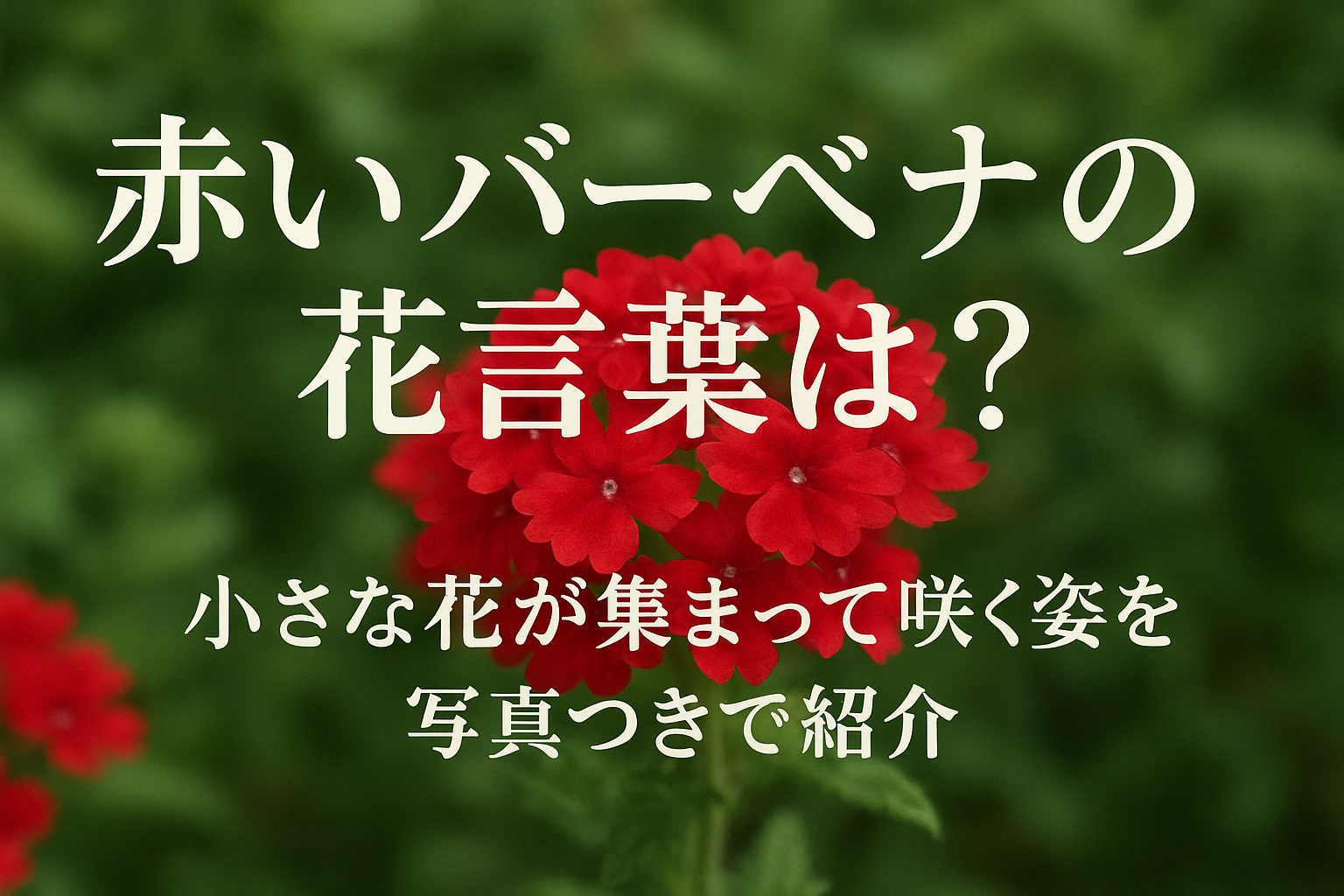 赤いバーベナの花言葉は？小さな花が集まって咲く姿を写真つきで紹介