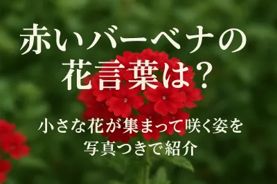 赤いバーベナの花言葉は？小さな花が集まって咲く姿を写真つきで紹介