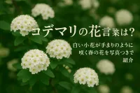 コデマリの花言葉は？白い小花が手まりのように咲く春の花を写真つきで紹介