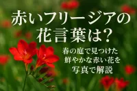 赤いフリージアの花言葉は？春の庭で見つけた鮮やかな赤い花を写真で解説