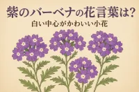 紫のバーベナの花言葉は？白い中心がかわいい小花の意味を写真つきで紹介