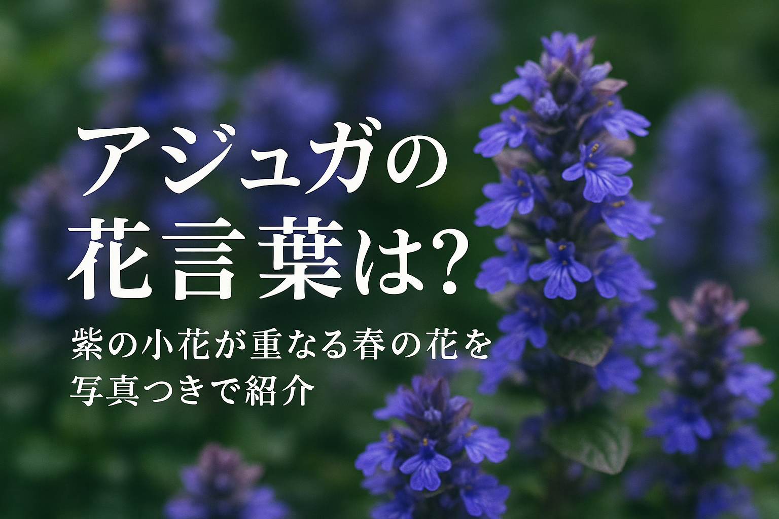 アジュガの花言葉は？紫の小花が重なる春の花を写真つきで紹介