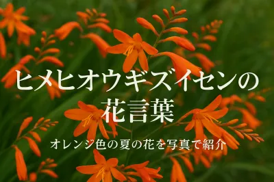 ヒメヒオウギズイセンの花言葉｜オレンジ色の夏の花を写真で紹介