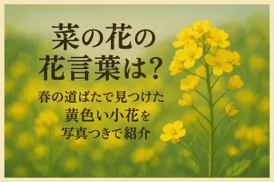 菜の花の花言葉は？春の道ばたで見つけた黄色い小花を写真つきで紹介